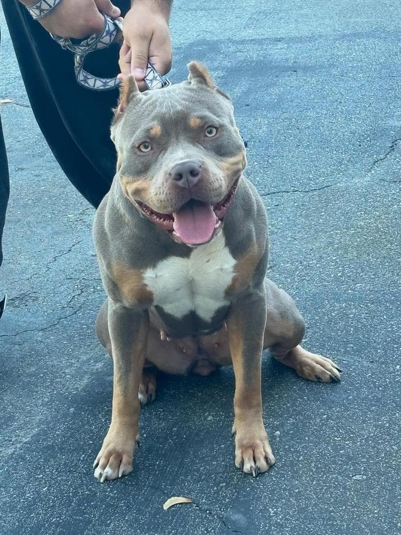 Selective Line Kennels - Chanel