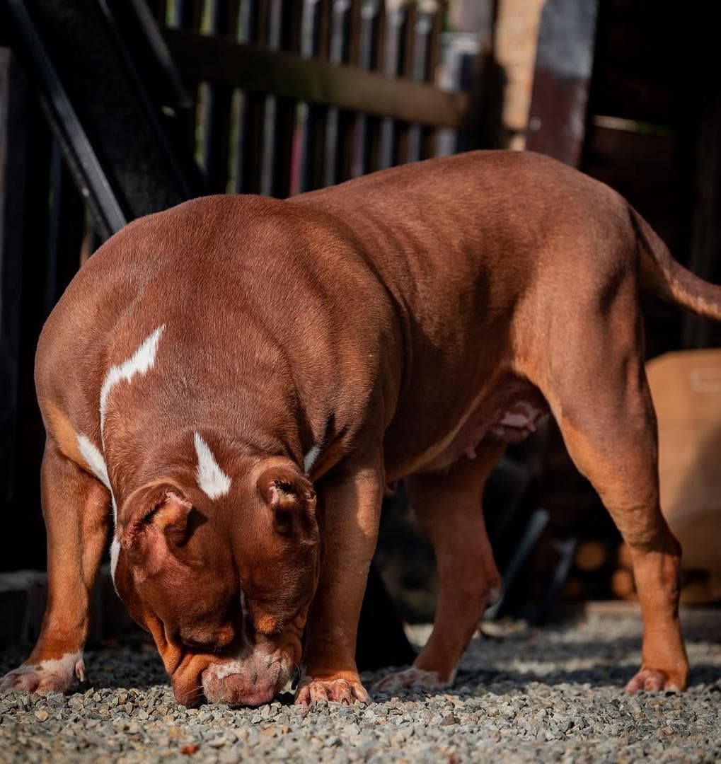 Selective Line Kennels - Chanel