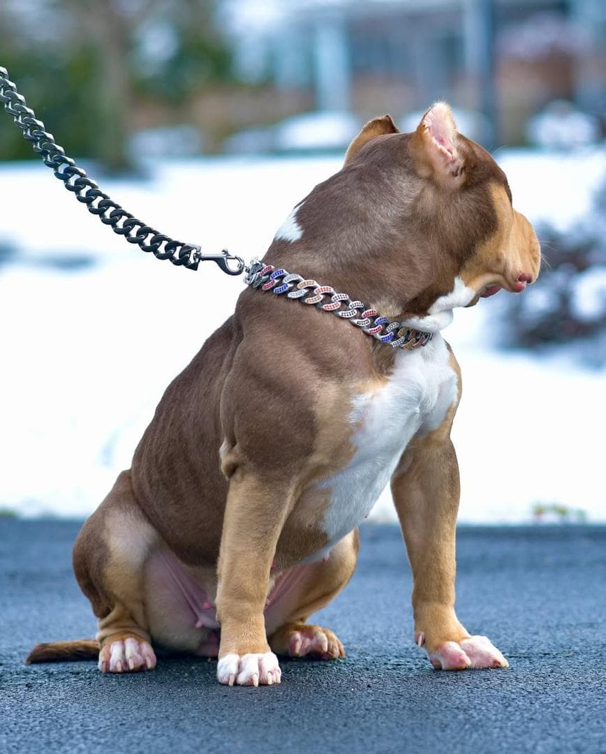 Selective Line Kennels - Chanel