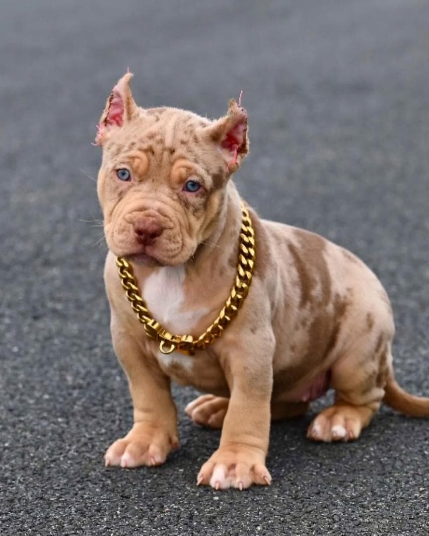 Selective Line Kennels - Legacy