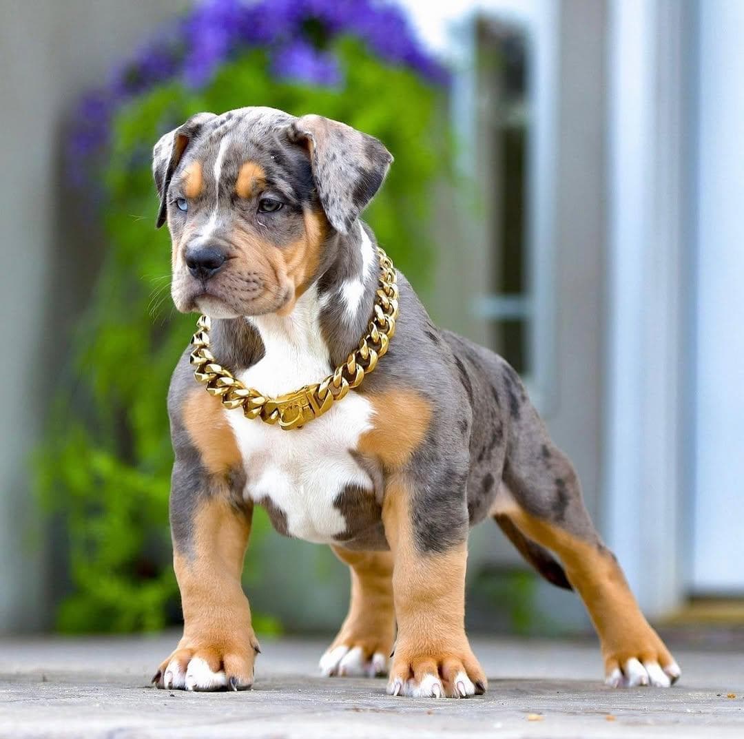 Selective Line Kennels - Legacy