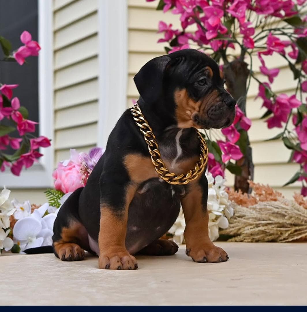 Selective Line Kennels - Legacy