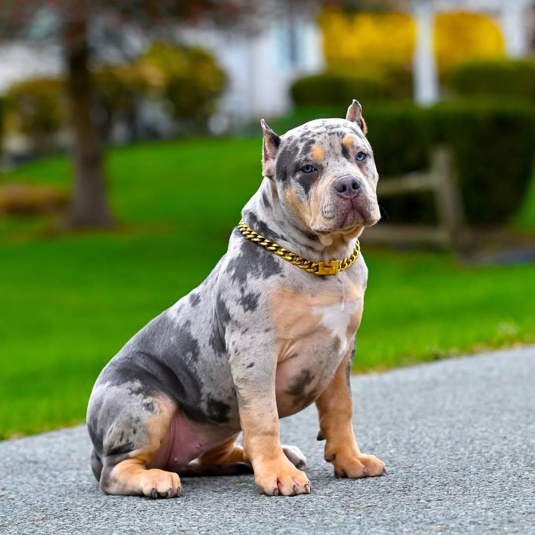 Selective Line Kennels - Legacy