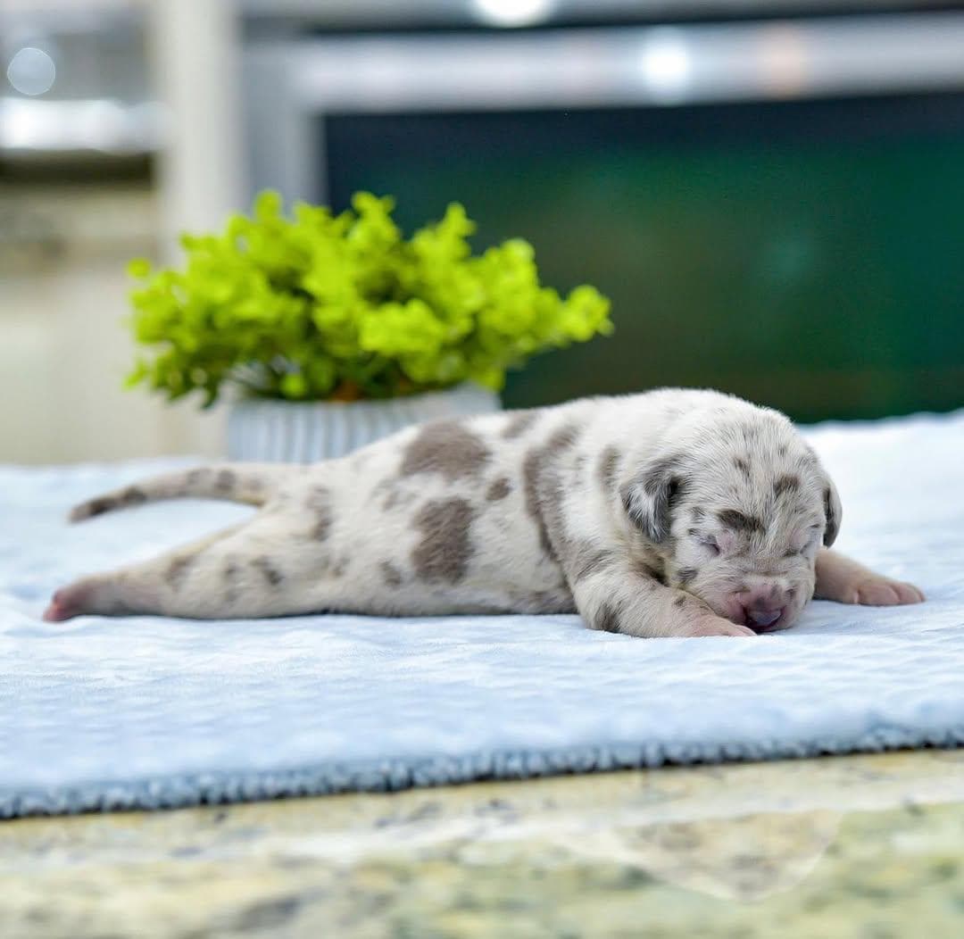 Selective Line Kennels - Legacy