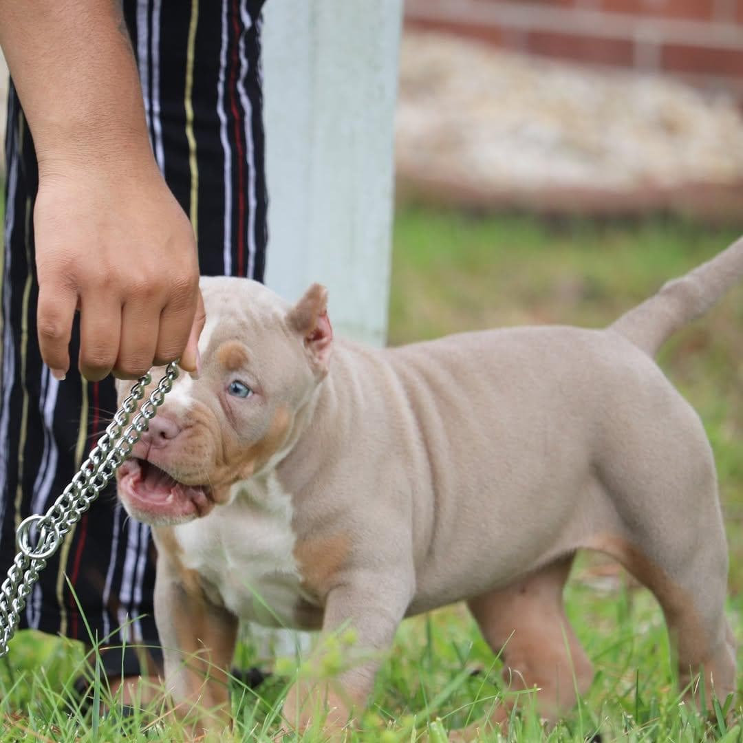 Selective Line Kennels - Legacy