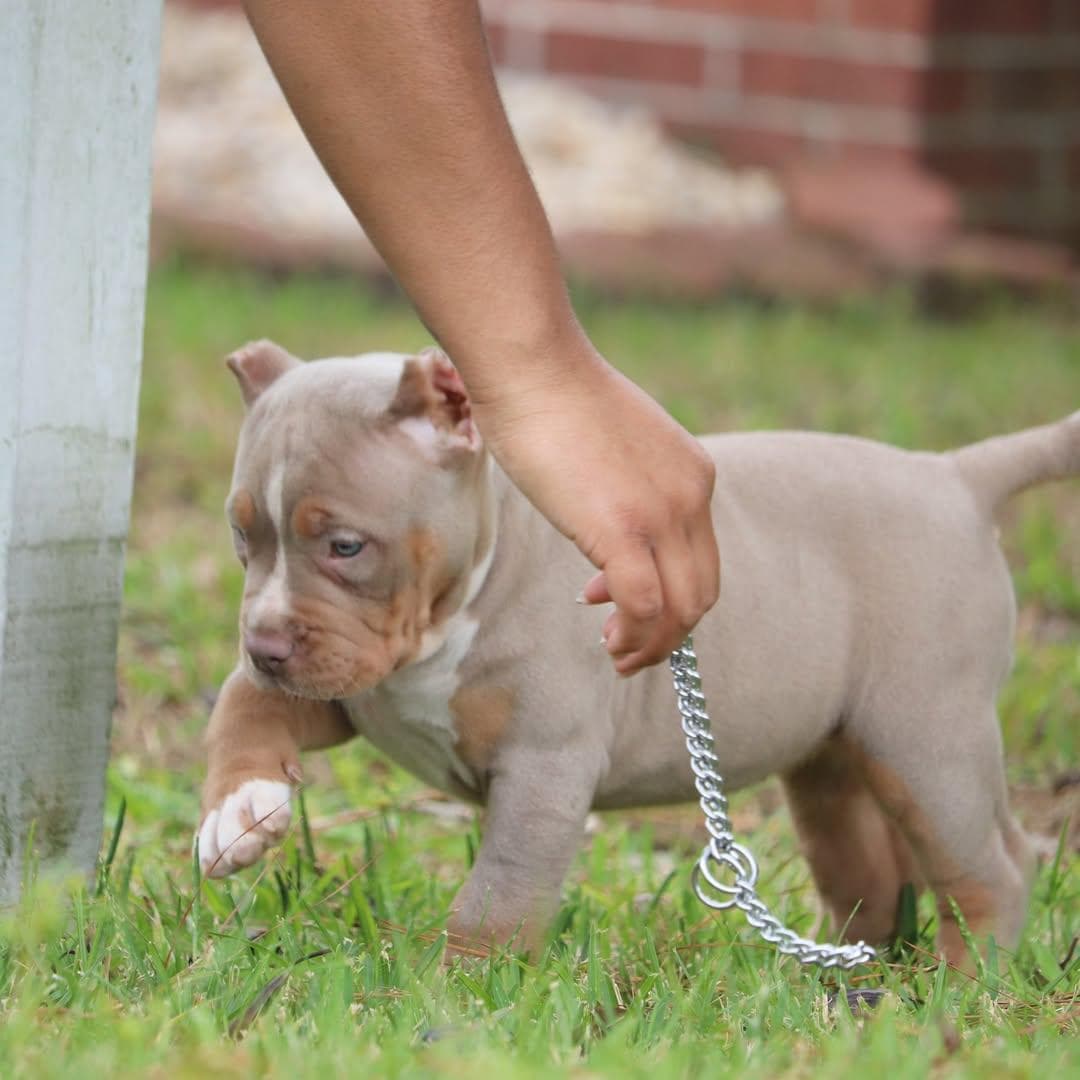 Selective Line Kennels - Legacy