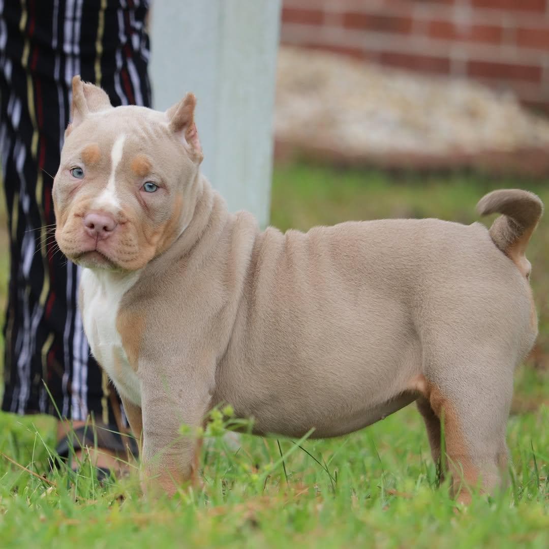 Selective Line Kennels - Legacy