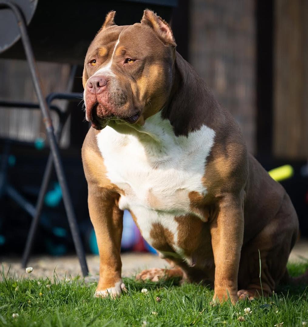 Selective Line Kennels - Legacy