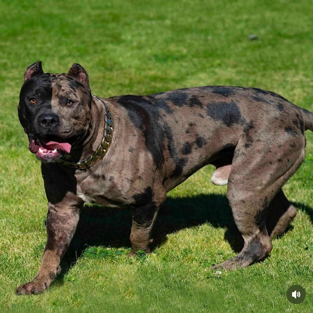 Selective Line Kennels - Legacy