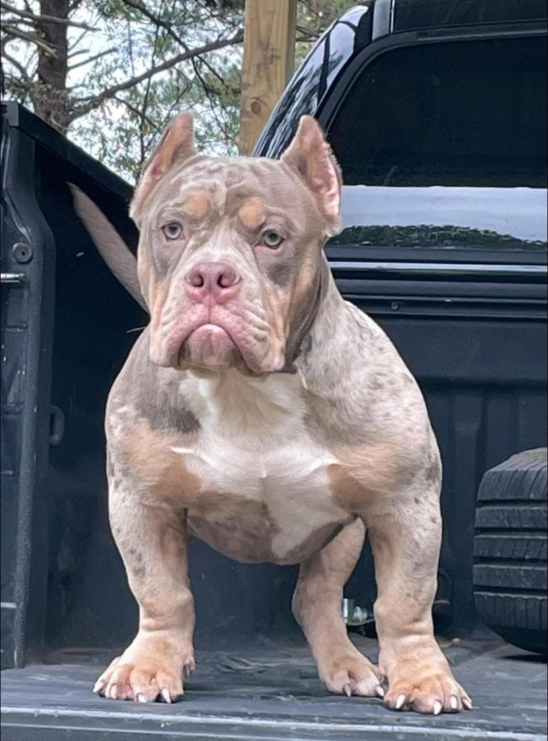 Selective Line Kennels - Legacy